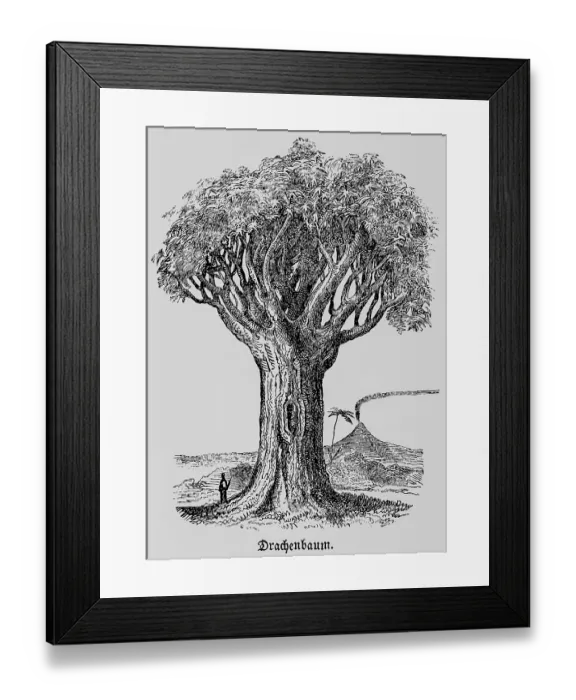 Framed Print : Dragon tree (Dracaena), distribution in tropics and subtropics