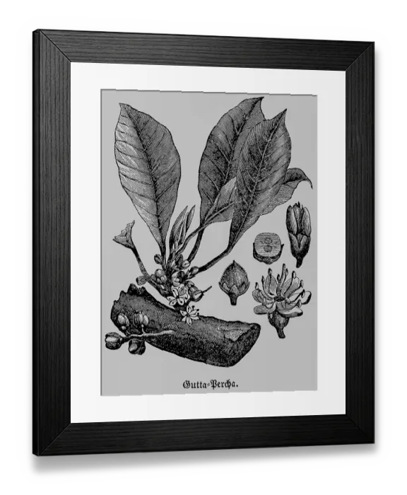 Framed Print : Gutta-percha or gutta, a rubbery substance