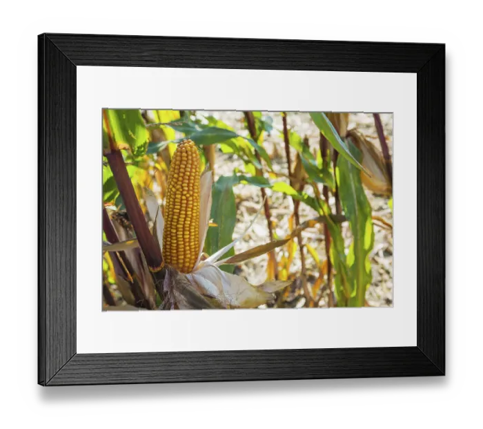 Framed Print : Horizontal version close up view on ear of maize corn Framed Print : Horizontal version close up view on ear of maize corn