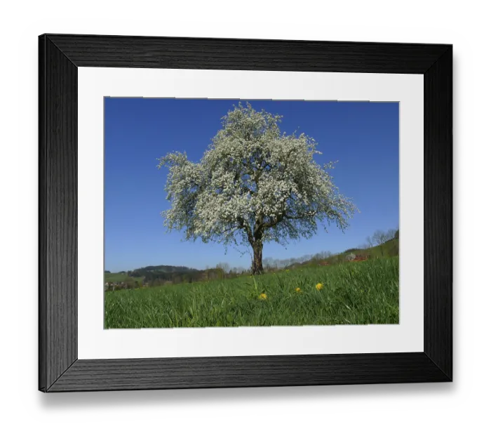 Framed Print : Cherry tree, blossoming in front of a farm in the Black Forest