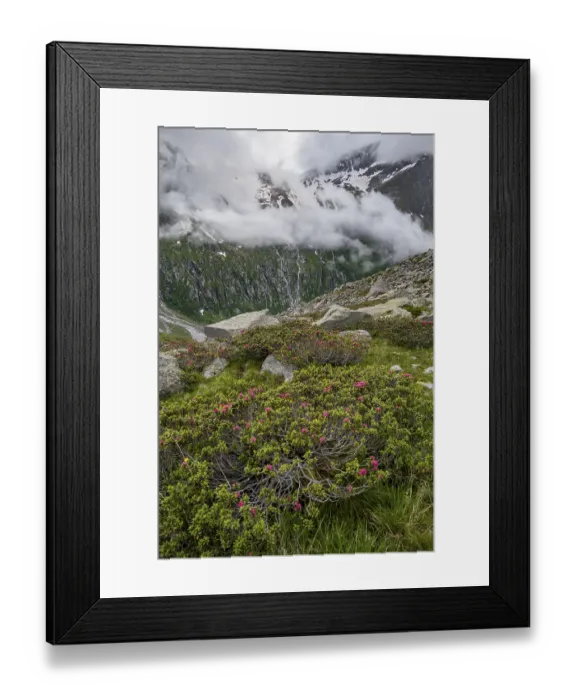 Framed Print : Cloudy mountain landscape with blooming alpine roses
