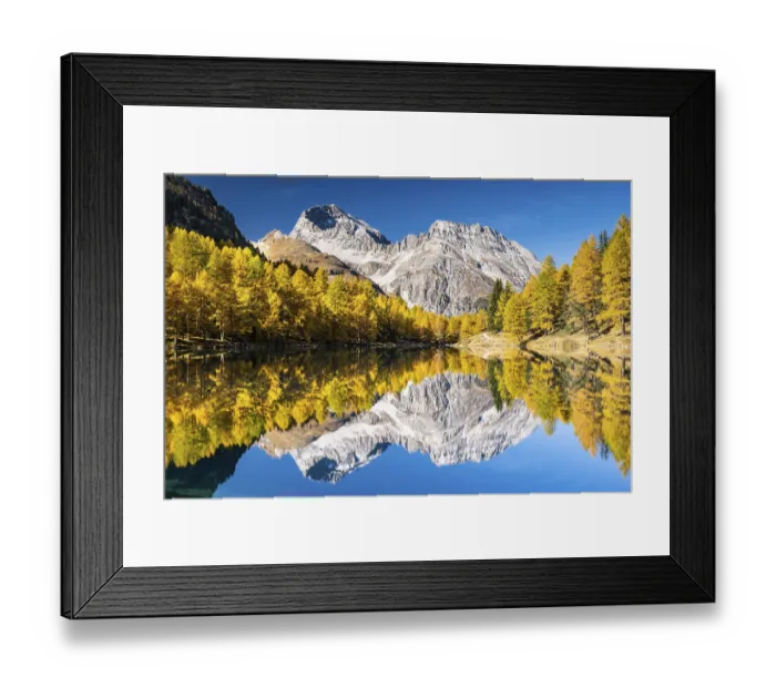 Framed Print : Autumn larch forest at Lake Palpuogna in front of a mountain panorama