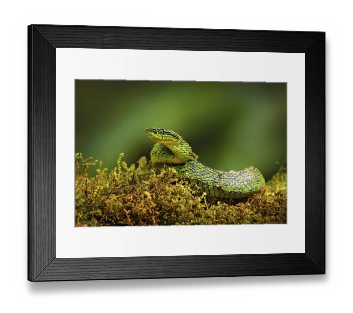 Framed Print : Talamancan Palm-Pitviper, Bothriechis nubestris Framed Print : Talamancan Palm-Pitviper, Bothriechis nubestris