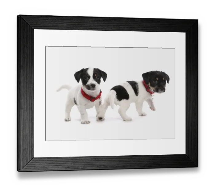 Framed Print : Jack Russell Terrier, puppies, collar and identification tag Framed Print : Jack Russell Terrier, puppies, collar and identification tag