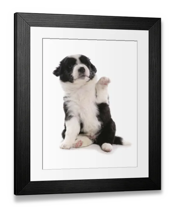 Framed Print : Border collie, puppy, paw raised