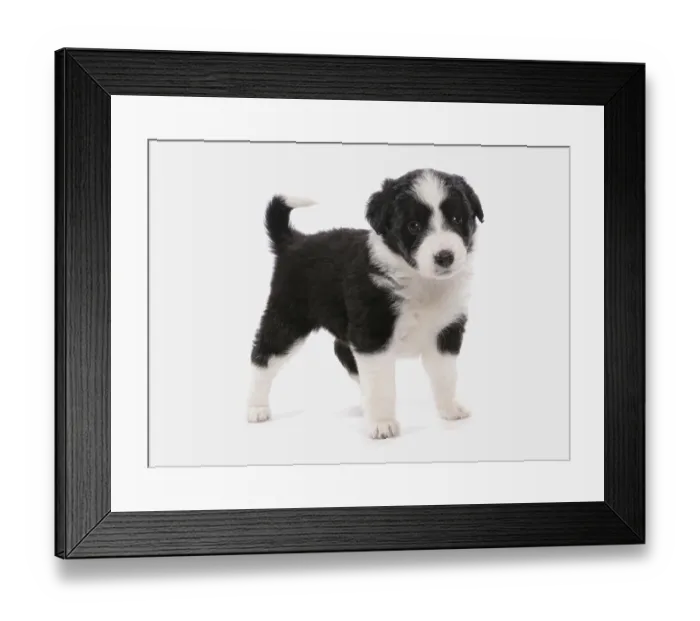 Framed Print : Domestic Dog, Border Collie, Puppy, Standing