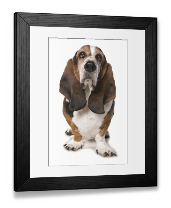 Framed Print : Domestic Dog, Basset Hound, mature, standing