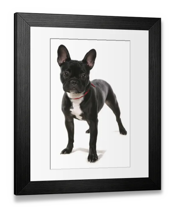 Framed Print : French Bulldog