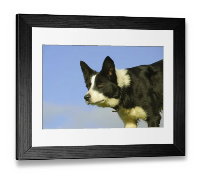 Framed Print : Domestic dog, border collie, alert adult sheepdog