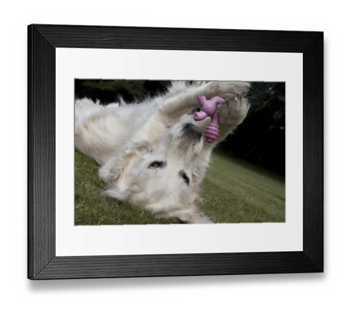 Framed Print : Domestic Dog, Golden Retriever