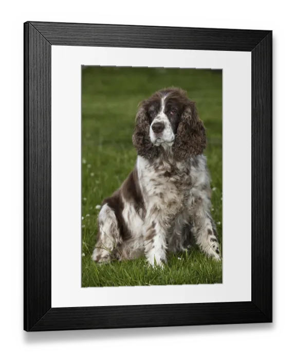 Framed Print : Domestic dog, English Springer Spaniel