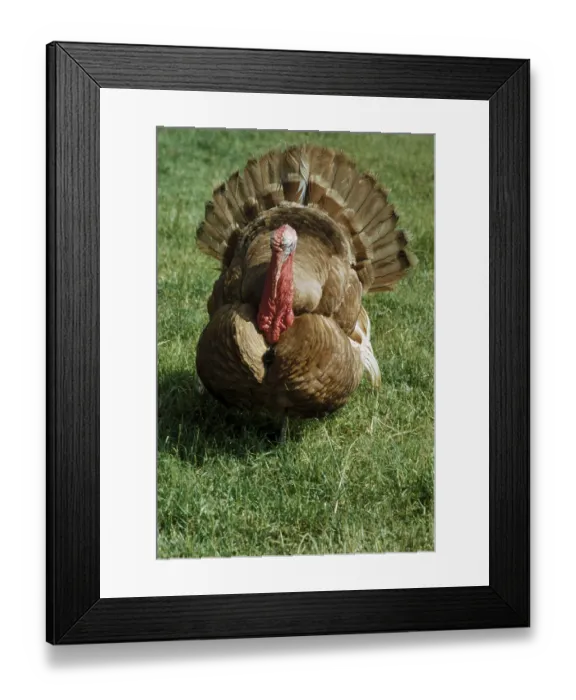 Framed Print : Domestic turkey, turkey, turkey