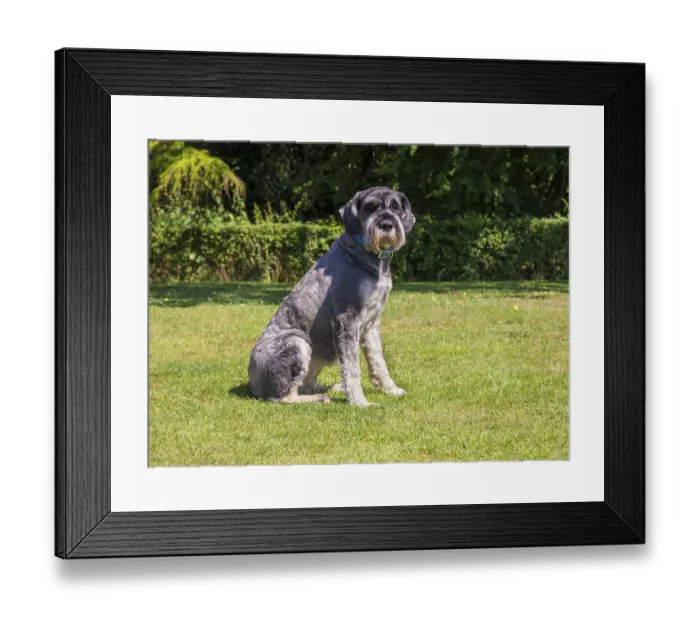 Framed Print : Domestic dog, giant schnauzer, adult female