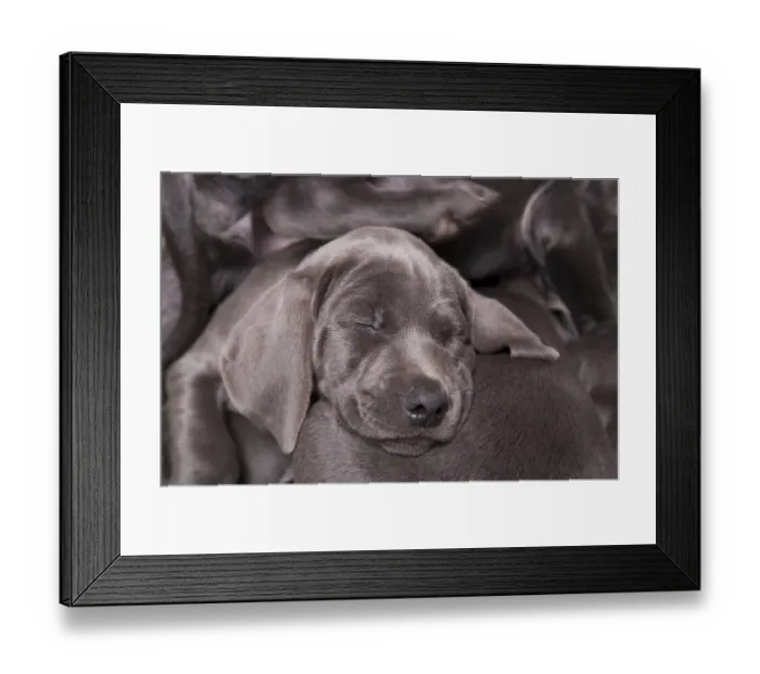 Framed Print : Domestic dog, Weimaraner, blue shorthaired variety