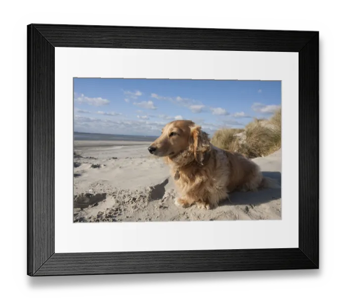 Framed Print : Domestic dog, long-haired miniature dachshund Framed Print : Domestic dog, long-haired miniature dachshund