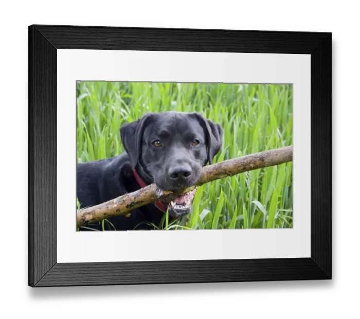 Framed Print : Domestic dog, Black Labrador Retriever