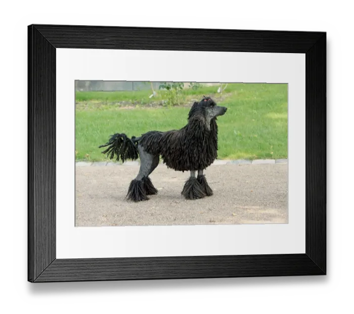 Framed Print : Domestic Dog, Corded Standard Poodle