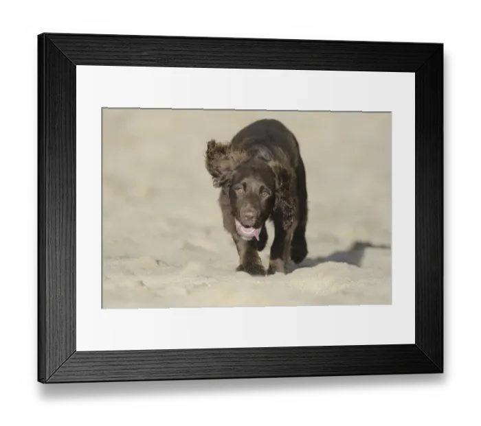 Framed Print : English Cocker Spaniel, English Cocker Spaniel
