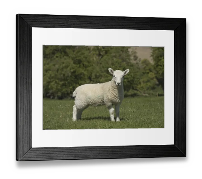 Framed Print : Young Cheviot lamb on spring pasture in Downland Framed Print : Young Cheviot lamb on spring pasture in Downland