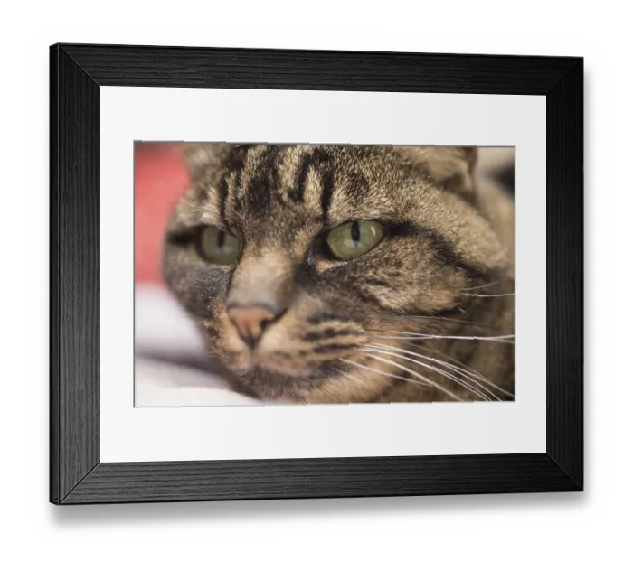 Framed Print : Portrait of a cat lying and resting comfortably at her home