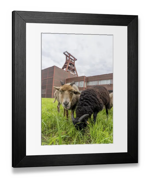 Framed Print : Sheep at the Zollverein Coal Mine Industrial Complex for the first time
