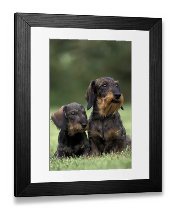 Framed Print : Wirehaired Dachshund, mother and puppy sitting on grass