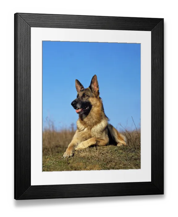 Framed Print : German shepherd dog, adult, lying on grass Framed Print : German shepherd dog, adult, lying on grass