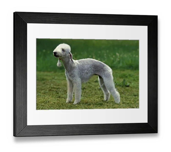 Framed Print : Bedlington Terrier, adult on grass Framed Print : Bedlington Terrier, adult on grass