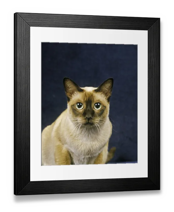 Framed Print : TONKINESE DOMESTIC CAT, PORTRAIT OF AN ADULT