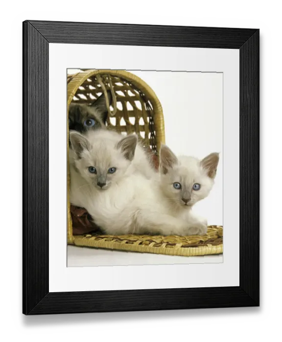 Framed Print : BALINESE DOMESTIC CAT, MOTHER WITH KITTEN IN BASKET