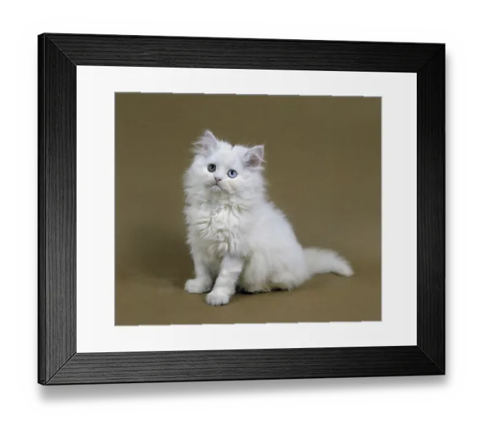 Framed Print : White Persian domestic cat, kitten