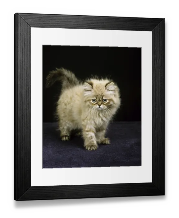 Framed Print : Colourpoint Seal Point Persian Domestic Cat