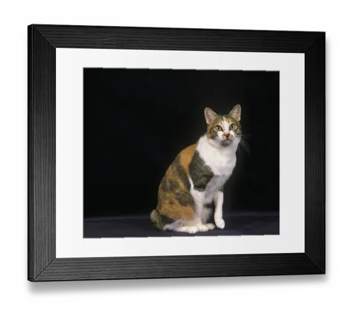 Framed Print : Japanese bobtail domestic cat sitting against black background