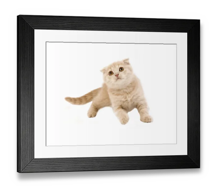Framed Print : CREME SCOTTISH FOLDED CHAPTERS against a white background