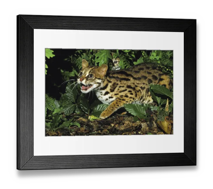 Framed Print : Leopard cat (prionailurus bengalensis) Framed Print : Leopard cat (prionailurus bengalensis)
