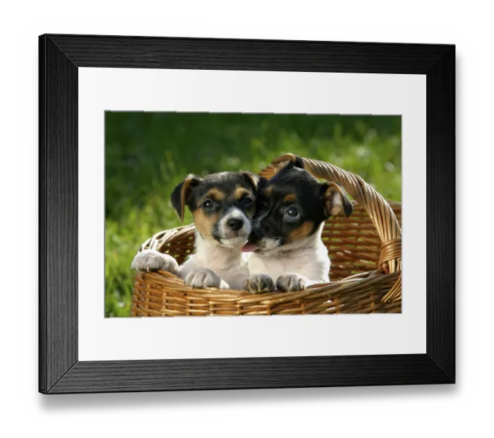 Framed Print : Jack Russell Terrier