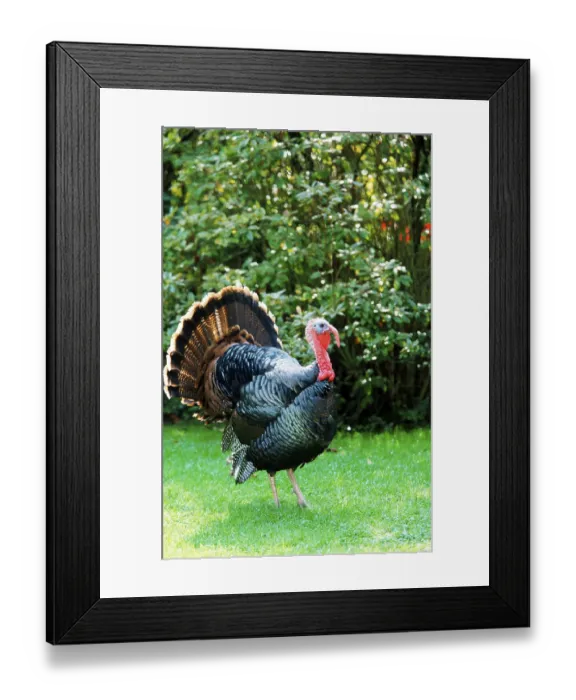 Framed Print : Domestic turkeys, common turkey (Meleagris gallopavo)