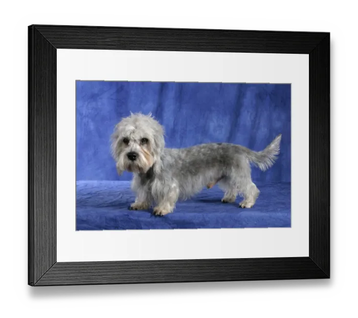 Framed Print : Dandie Dinmont Terrier, Side