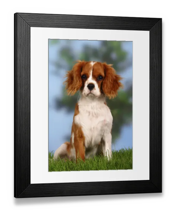 Framed Print : Cavalier King Charles Spaniel, Blenheim, 5 months