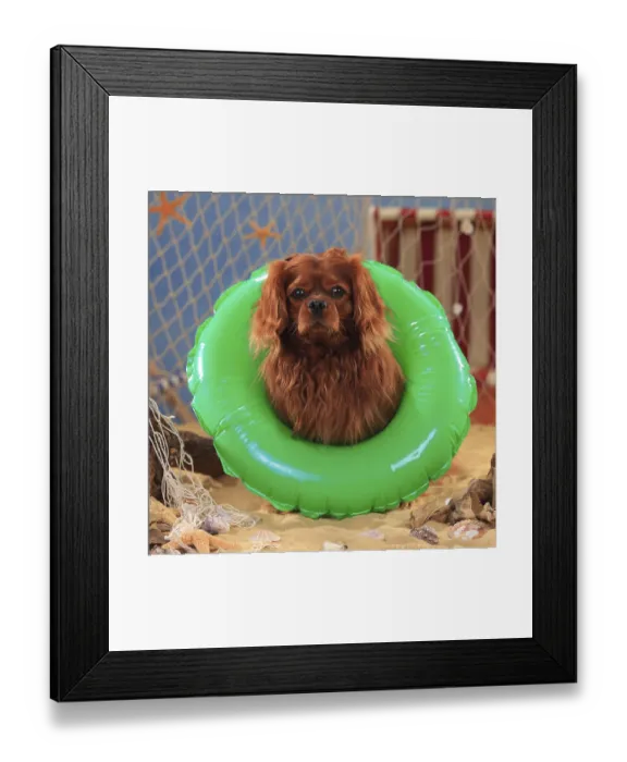 Framed Print : Cavalier King Charles Spaniel, ruby red