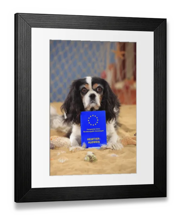 Framed Print : Cavalier King Charles Spaniel, bitch