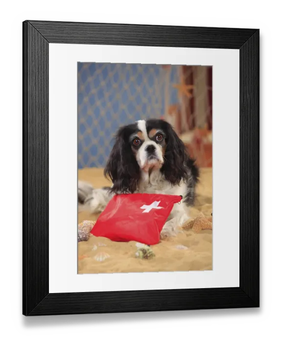 Framed Print : Cavalier King Charles Spaniel, bitch Framed Print : Cavalier King Charles Spaniel, bitch