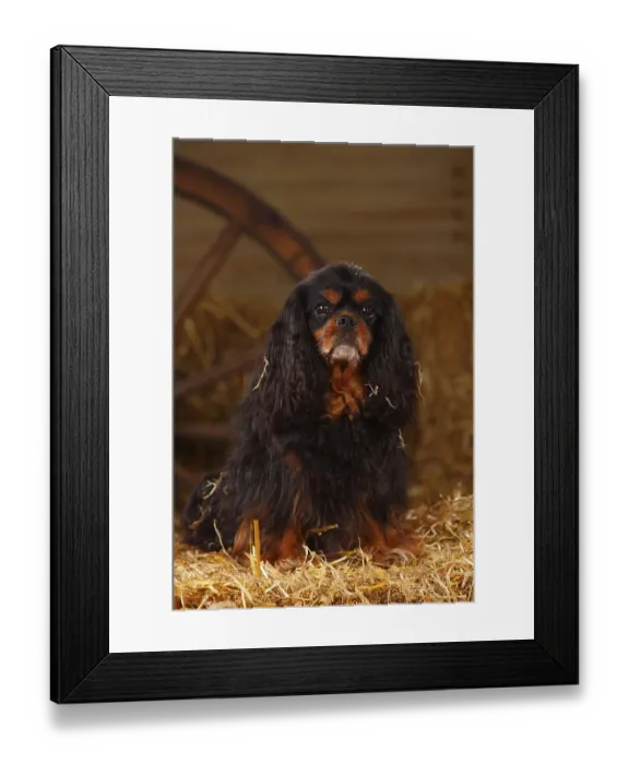 Framed Print : Cavalier King Charles Spaniel, black-brown Framed Print : Cavalier King Charles Spaniel, black-brown