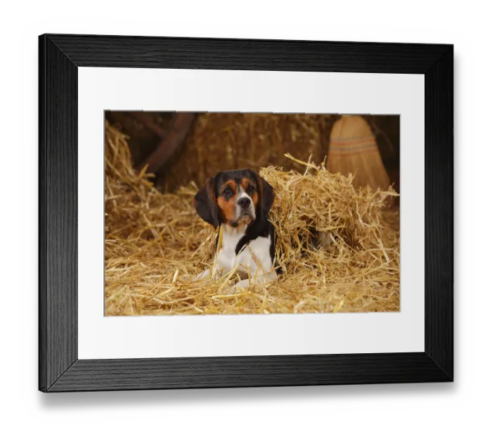 Framed Print : Beagle, bitch