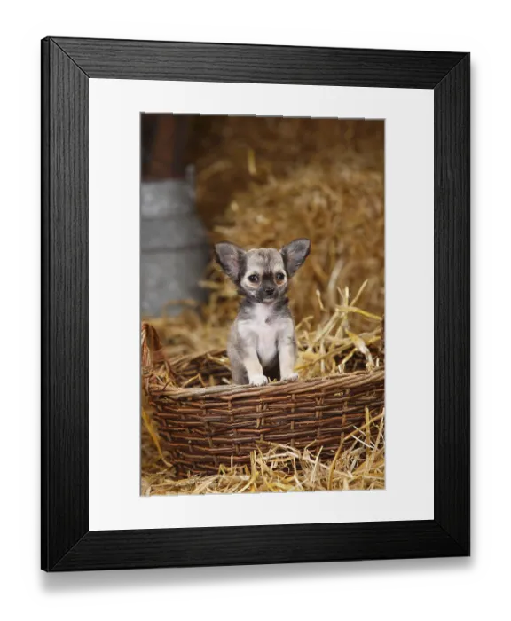 Framed Print : Chihuahua, Longhair, Puppy, Wicker Basket