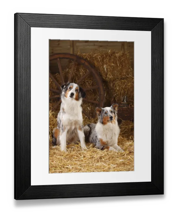 Framed Print : Australian Shepherd, bitches, blue-merle Framed Print : Australian Shepherd, bitches, blue-merle