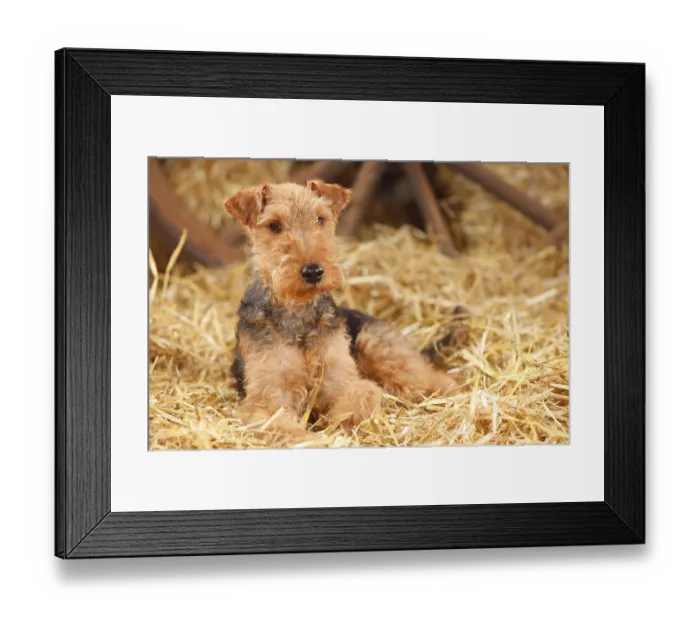 Framed Print : Welsh Terrier, female Framed Print : Welsh Terrier, female