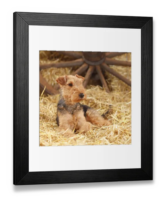 Framed Print : Welsh Terrier, female
