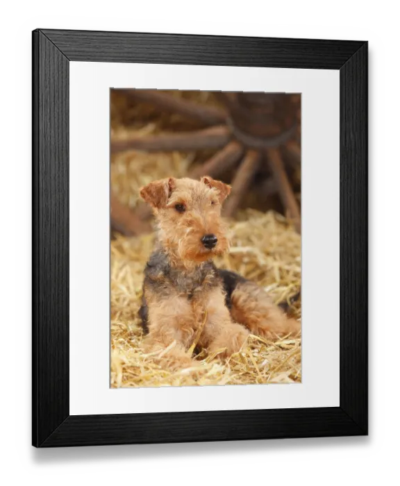 Framed Print : Welsh Terrier, female Framed Print : Welsh Terrier, female