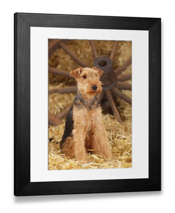 Framed Print : Welsh Terrier, female